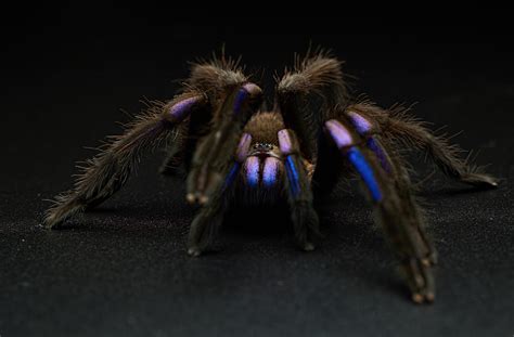 electric blue tarantula facts